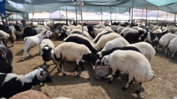 Toroslar, Kurban Bayramı’na hazır