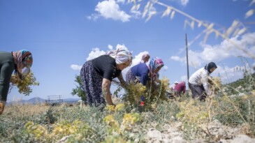 Mersin’de nohut hasadı başladı