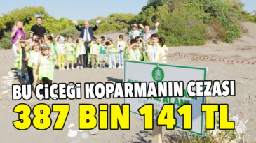 KUM ZAMBAKLARI KORUMA ALTINA ALDI