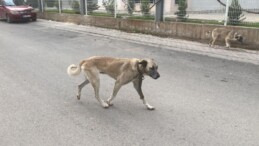 Sokak Köpekleri Kadına Saldırdı