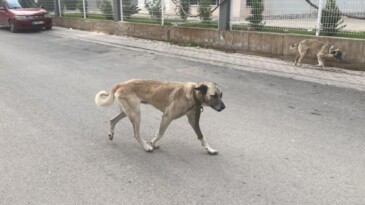 Sokak Köpekleri Kadına Saldırdı
