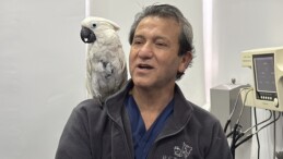Dans Eden Papağan Viral Oldu!