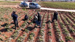 4 Günlük Zirai Don, Ürünlere Zarar Verdi