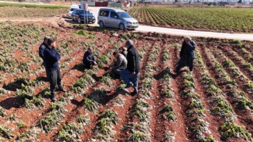 4 Günlük Zirai Don, Ürünlere Zarar Verdi