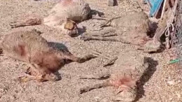 Silifke’de Köpekler Büyük Paniğe Yol Açtı