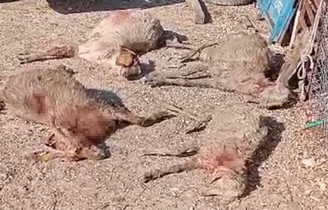 Silifke’de Köpekler Büyük Paniğe Yol Açtı