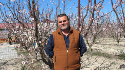 Sıcaklık Artınca Kayısı Bahçeleri Beyaz Gelinliğini Erken Giydi