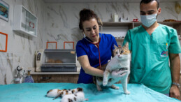 Mersin’de Camiye Sığınan Kediler Koruma Altına Alındı