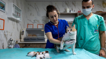 Mersin’de Camiye Sığınan Kediler Koruma Altına Alındı