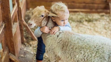 Kurban kesimi kesinlikle çocuklara izletilmemeli