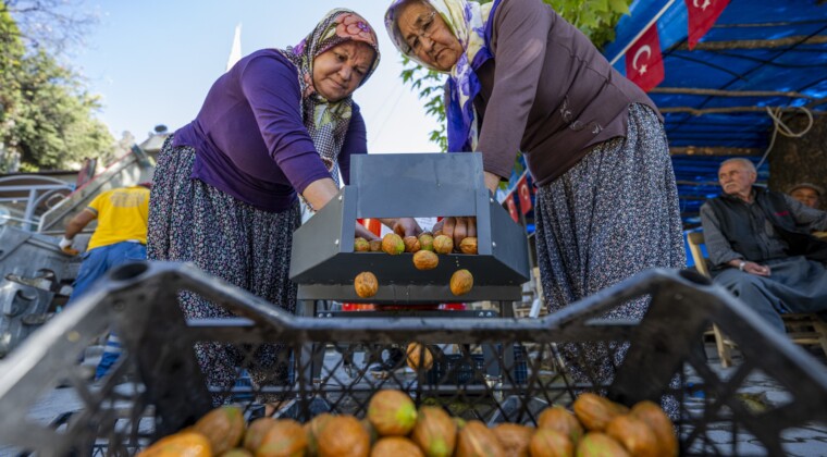 Mersin’de üreticiye ceviz soyma makinesi desteği