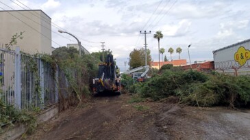 Akdeniz’de ağaçlara sonbahar bakımı