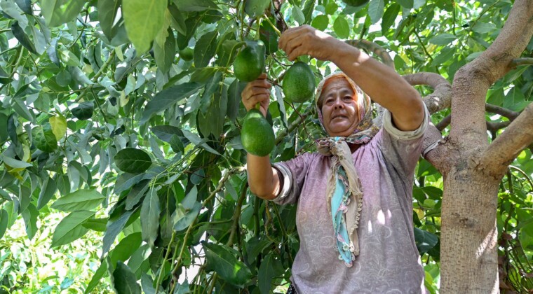 Mersin’de çiftçiye tropikal meyve desteği