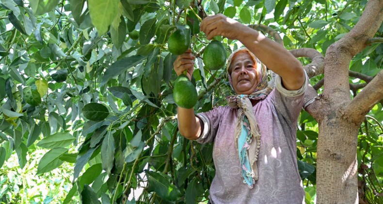 Mersin’de çiftçiye tropikal meyve desteği