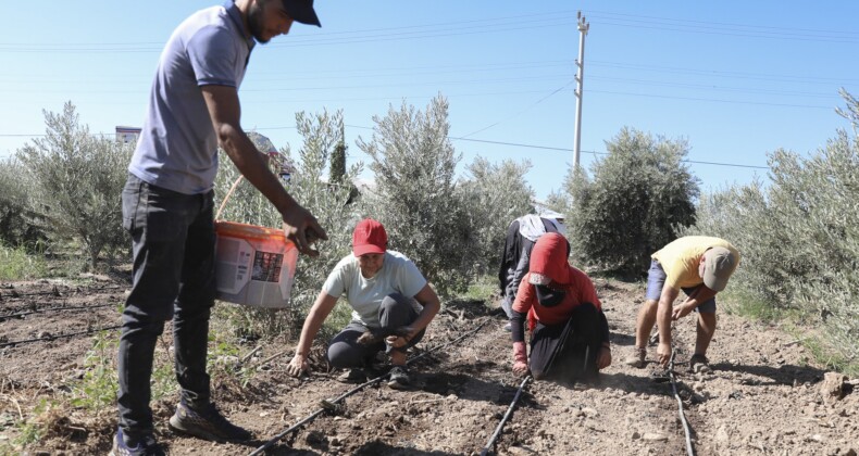 Mersin’de üreticiye ilk kez enginar yumrusu desteği verildi