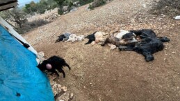 Yabani hayvan saldırısında 12 küçükbaş hayvan telef oldu