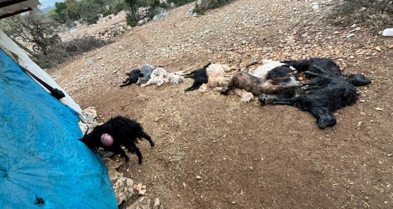 Yabani hayvan saldırısında 12 küçükbaş hayvan telef oldu