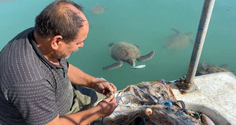 Balıkçıların dostu: Göç etmeyen caretta carettalar limanı mesken tuttu