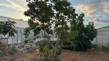 Mersin’de ilginç hırsızlık: Hırsızlar muz ve avokado hasadı yaptı