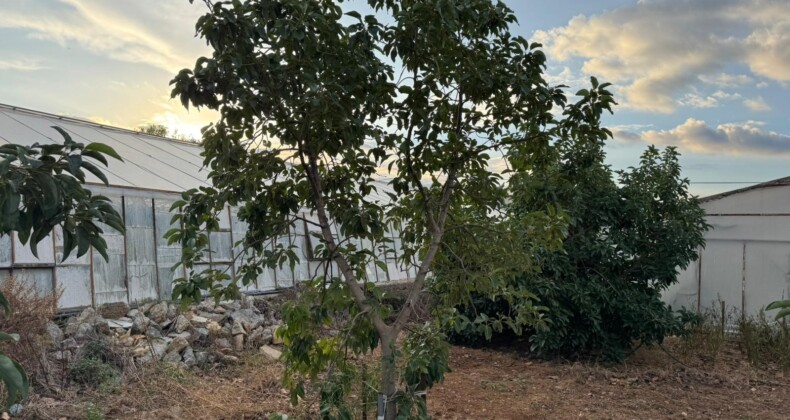 Mersin’de ilginç hırsızlık: Hırsızlar muz ve avokado hasadı yaptı