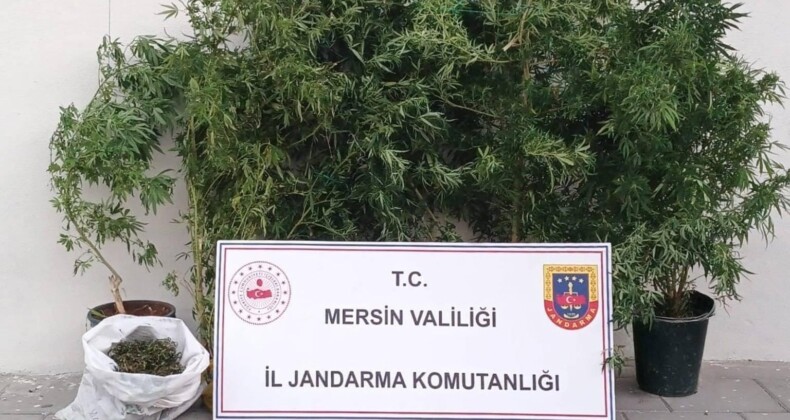Mersin’de kenevir ekip uyuşturucu üreten şüpheli yakalandı