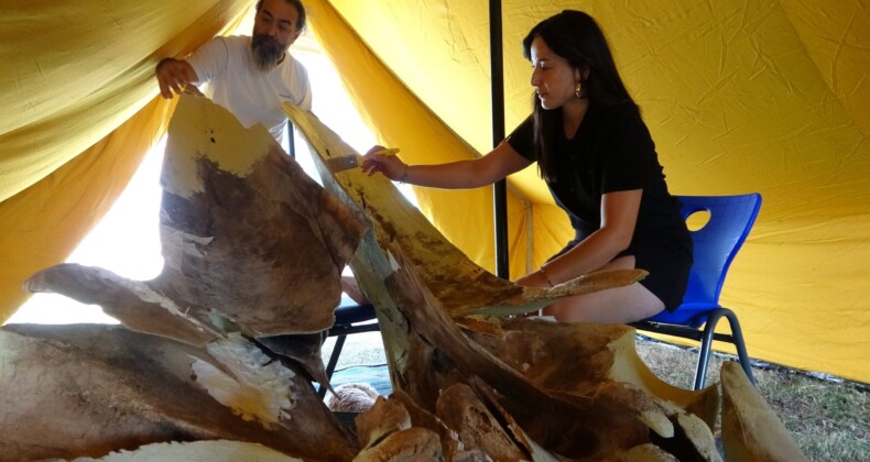 Heyecanlandıran keşifte 16 metrelik balinanın kemikleri birleştirilmeye başlandı