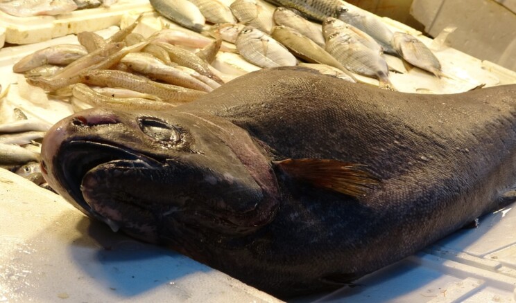 Akdeniz’de 1,5 metrelik Atlas balığı yakalandı