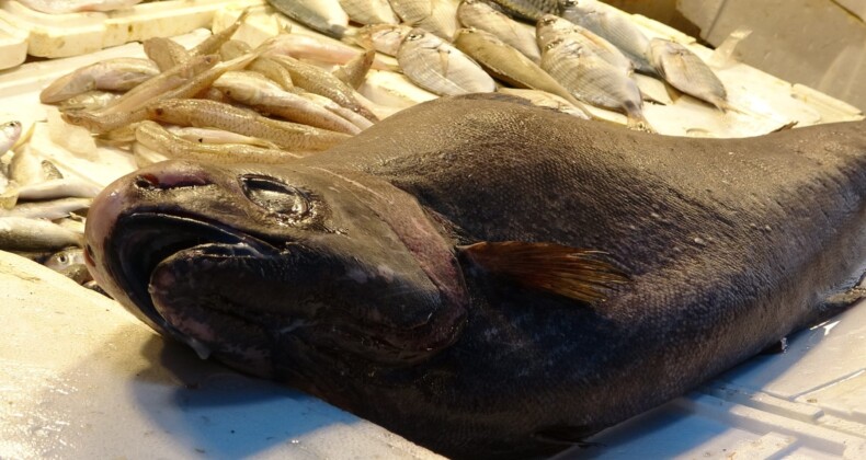 Akdeniz’de 1,5 metrelik Atlas balığı yakalandı