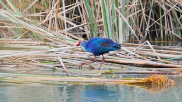 Nesli tehlikedeki ‘saz horozu’ Göksu Deltası’nda görüntülendi