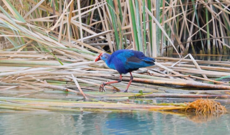 Nesli tehlikedeki ‘saz horozu’ Göksu Deltası’nda görüntülendi