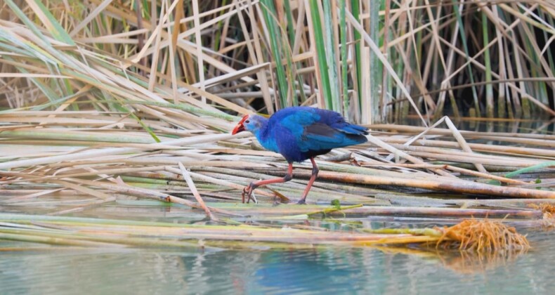 Nesli tehlikedeki ‘saz horozu’ Göksu Deltası’nda görüntülendi