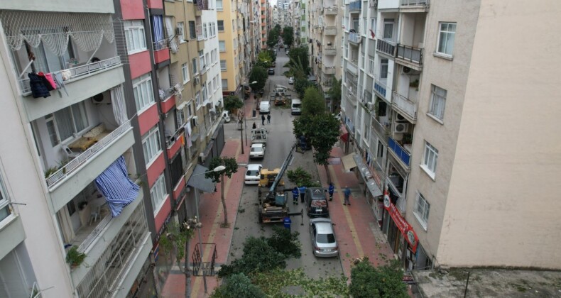 Mersin’de ağaçlara kış bakımı