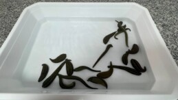 SÜLÜKLER SAĞLIK VE BİLİM ALANINDA KULLANILIYOR