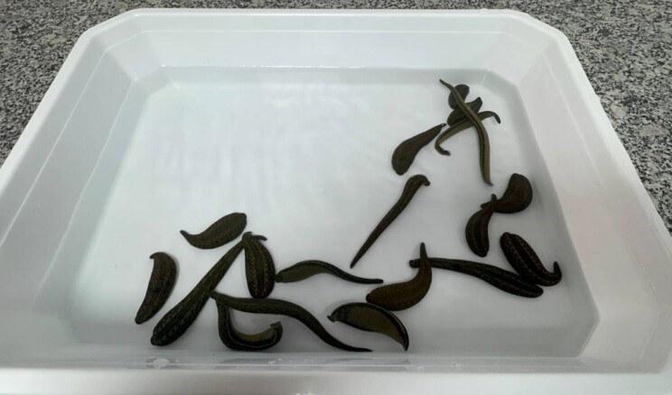 SÜLÜKLER SAĞLIK VE BİLİM ALANINDA KULLANILIYOR