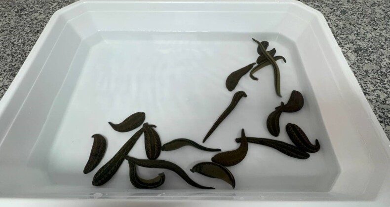 SÜLÜKLER SAĞLIK VE BİLİM ALANINDA KULLANILIYOR