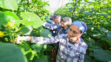 Mersin’de hıyar fidesi desteği Aydıncık’ta hasada dönüştü