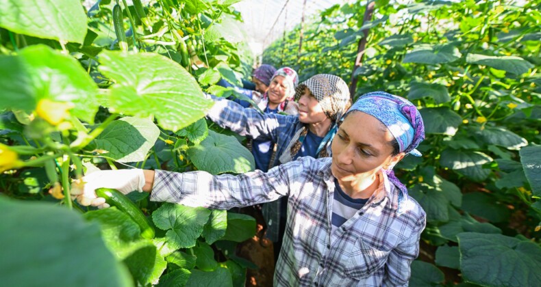 Mersin’de hıyar fidesi desteği Aydıncık’ta hasada dönüştü