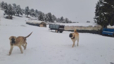 Yaz şehri Mersin’de kar birçok mahalleyi beyaza bürüdü