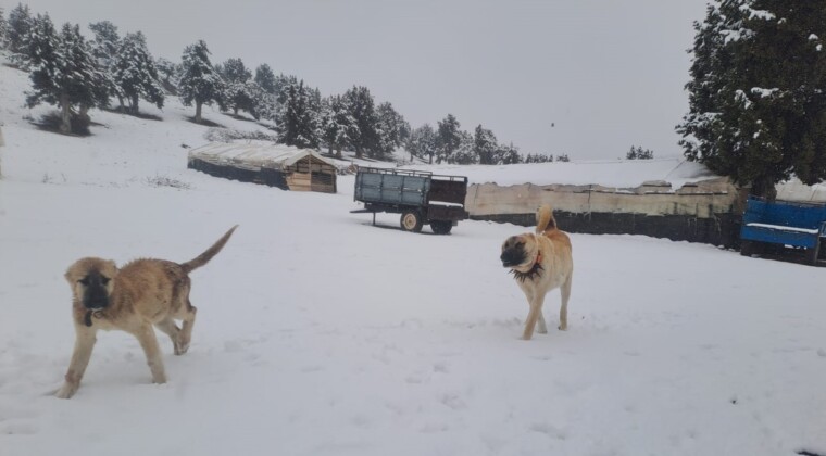 Yaz şehri Mersin’de kar birçok mahalleyi beyaza bürüdü