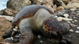 Bir caretta caretta daha ölü bulundu:15 günde 7’inci ölüm