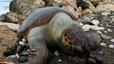 Bir caretta caretta daha ölü bulundu:15 günde 7’inci ölüm