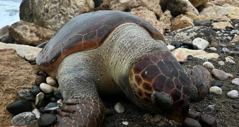 Bir caretta caretta daha ölü bulundu:15 günde 7’inci ölüm