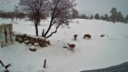 Bozyazı’da kurtlar köye indi: O anlar kamerada
