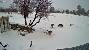 Bozyazı’da kurtlar köye indi: O anlar kamerada