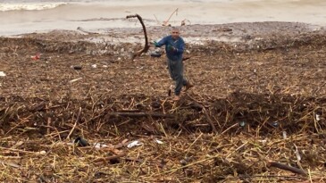 Sel sonrası deniz kahverengi oldu, sahiller odun doldu