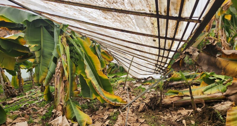Mersin’de dolu sera çökertti, bahçelere zarar verdi