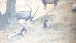 Toroslardaki yaban keçileri koruma altında