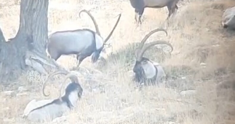 Toroslardaki yaban keçileri koruma altında