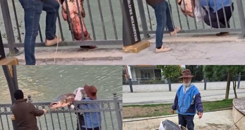 Mersin’de Göksu Nehri’nde yakalanan dev yayın balığı güçlükle kıyıya alındı