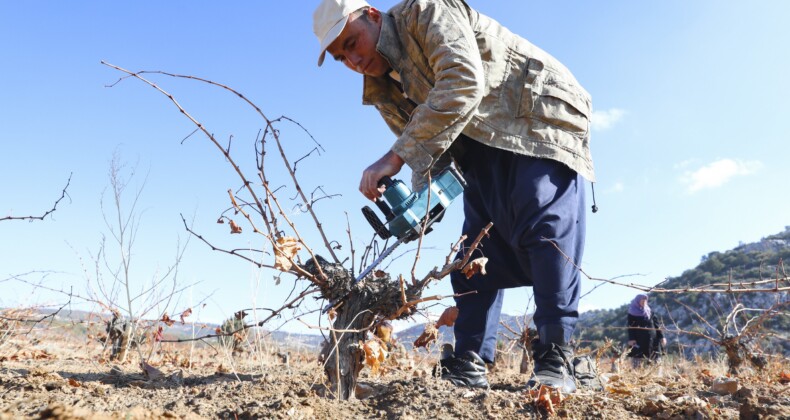 Mersin’de organik tarım desteğiyle üretim doğallaşıyor